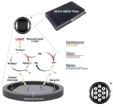 Electrochemiluminescence Technology